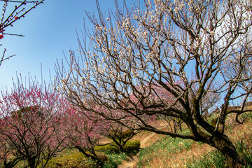 春の梅の花