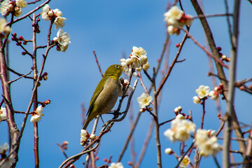 春の訪れとメジロ