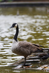 Canadian goose neat to the water in park