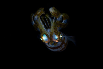 Bigfin Reef Squid - Sepioteuthis lessoniana swims in the night. Underwater world of Tulamben, Bali, Indonesia.