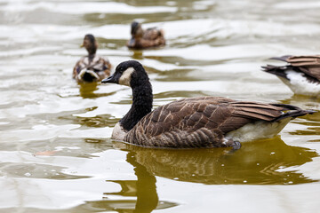 Canadian goose swimming  the water in park