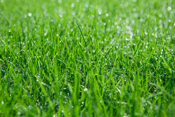 Close up view of dew on green grass