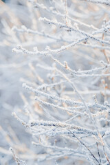 Structure and texture of ice lenses, frozen snowflakes on a tree branches. Frost and cold. Cold gamma. Selective focus. Winter season and frost. Sub-zero temperature. Close-up. First snow.