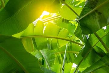 Fotobehang Greenery background nature plant and leaf (Banana) © NongEngEng