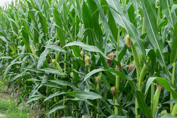 Obraz premium green corn field in agricultural garden 