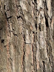 Close up of tree and its brown bark with very rough texture