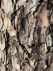 Close up of tree and its brown bark with very rough texture