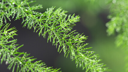 close up of plant Leaf with water drops