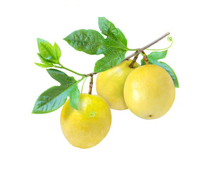 Yellow passion fruit with green leaves on tree branch isolated on white background.