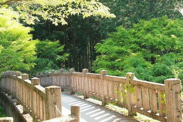 Fototapeta na wymiar 日本の春の美しい風景　高源寺の新緑の楓(兵庫県丹波市)