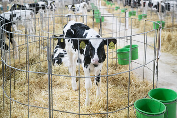 Calves, young animals of both sexes under the age of one year. Young individuals belong to...