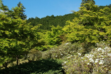 日本の春の美しい風景　兵庫県丹波市の新緑の山