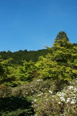 Fototapeta na wymiar 日本の春の美しい風景　兵庫県丹波市の新緑の山