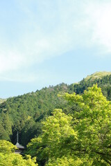 Fototapeta na wymiar 日本の春の美しい風景　高源寺の三重塔と新緑の楓(兵庫県丹波市)