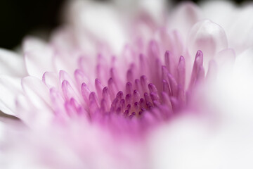 Beautiful Macro photography of the inside and petals of a purple and white flower showing the beauty in nature with soft lighting and pastel colors
