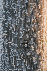 Obraz premium Structure and texture of ice lenses, frozen snowflakes on a tree. Frost and cold. Cold gamma. Selective focus. Winter season and frost. Sub-zero temperature. Close-up. First snow. Natural pattern. 