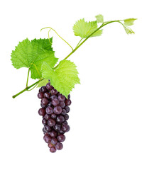 Red grape hanging on brach with leaves isolated on white background