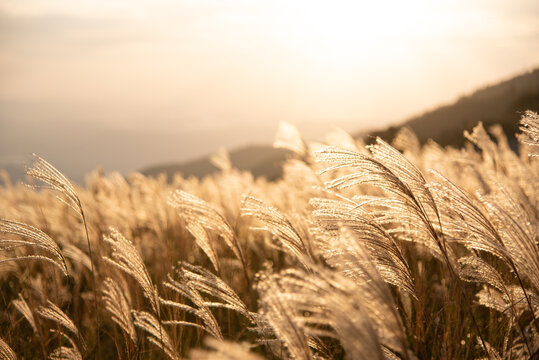 和歌山県 紀美野町 生石高原のススキ