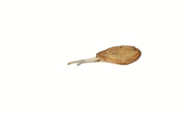 Sprouted Pumpkin Seed Isolated on Wihte Background