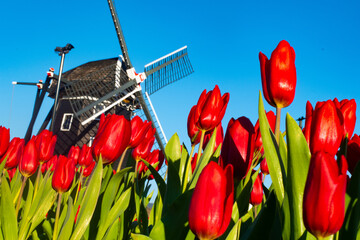 風車とチューリップ