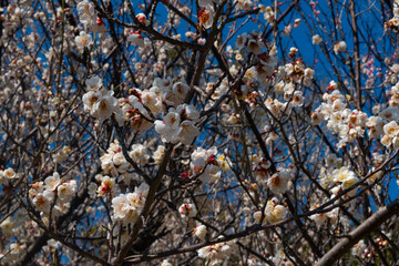 春の梅と青空