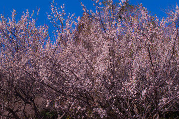 春の梅と青空