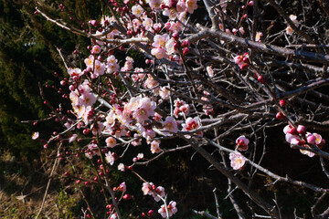 春の梅と青空