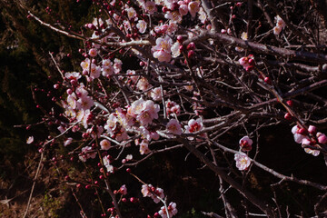 春の梅と青空