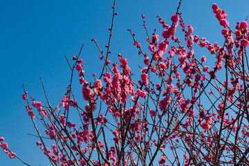 春の梅と青空