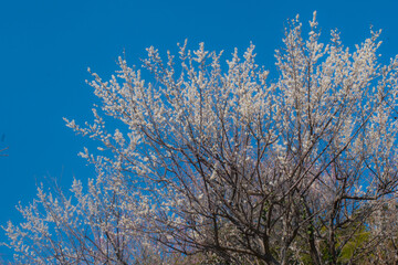 春の梅と青空