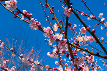 春の梅と青空
