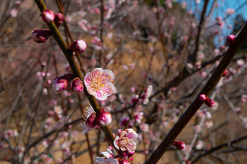 春の梅と青空
