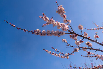 春の梅と青空