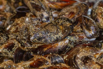 Close-up of fresh mussels (Mytilus edulis), seafood background in a market in Vigo (Spain).