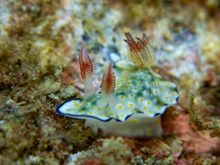 nudibranch, sea lug