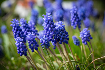 Nice blue spring flowers at sunny day nature macro photography