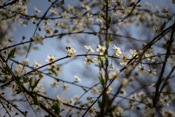 Nice white apple spring flowers branch macro photography nature awakening