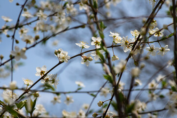 Nice white apple spring flowers branch macro photography nature awakening