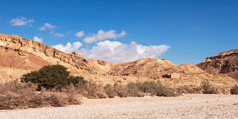 ruins of the Nabatean Metzad Nekarot fort on a hill above the dry Nekarot stream bed in the Spice Route in Israel with a giant acacia tree in the foreground and a blue sky background