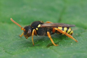 Detailed close up of a red-eyed female Painted nomad bee, Nomada fucata on a green leaf