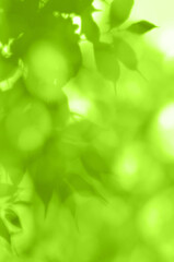 早春のやさしい木漏れ日に揺れる、新緑のシルエット