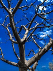 birds on tree