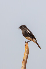 Oriental Magpie Robin - Copsychus saularis