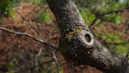 Twisted Tree Trunk with yellow moss on it.