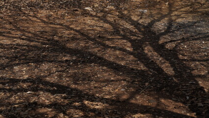 Black shadow of a tree shown on the ground