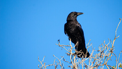 Crow keeping an Eye Out