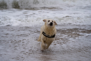 golden retriever running in the water