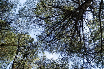 trees and sky