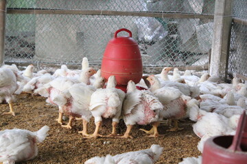 Broiler chickens eating food in a farm