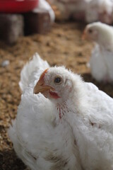 Closeup portrait of broiler chicken on farm